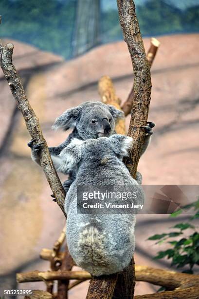 koala - sologne 個照片及圖片檔