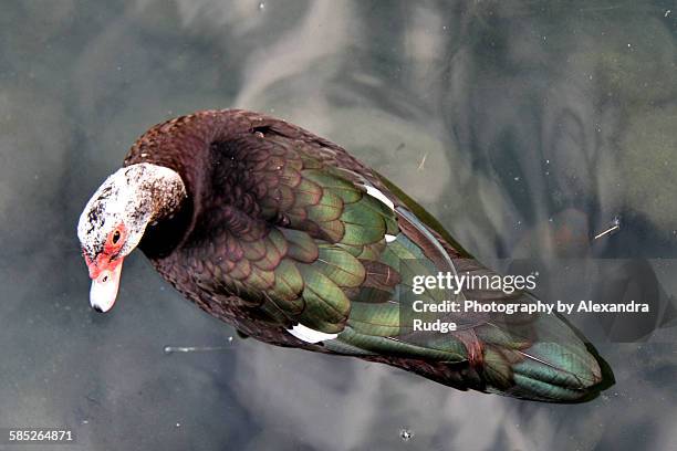 muscovy duck - alexandra anka bildbanksfoton och bilder