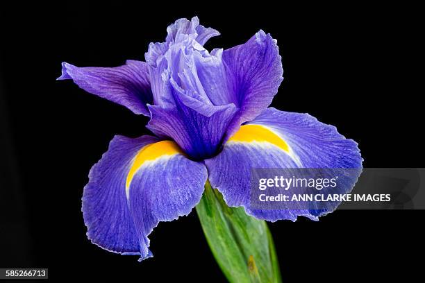 iris bloom - iris clarke imagens e fotografias de stock