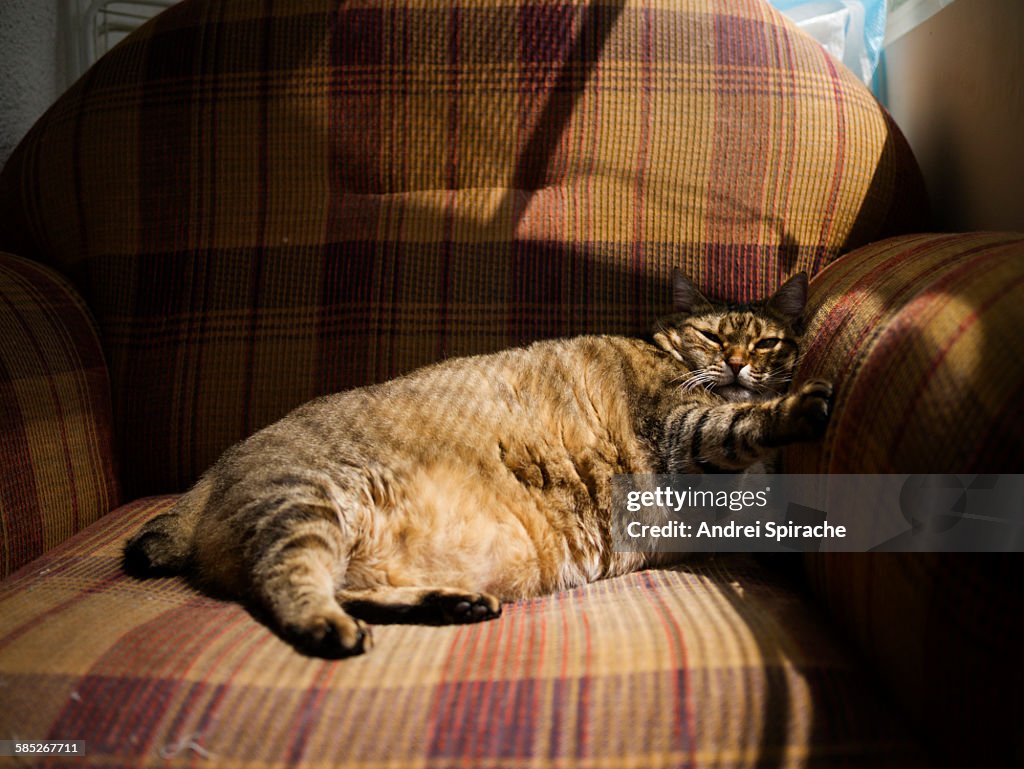 Fat tabby cat lying on an armchair