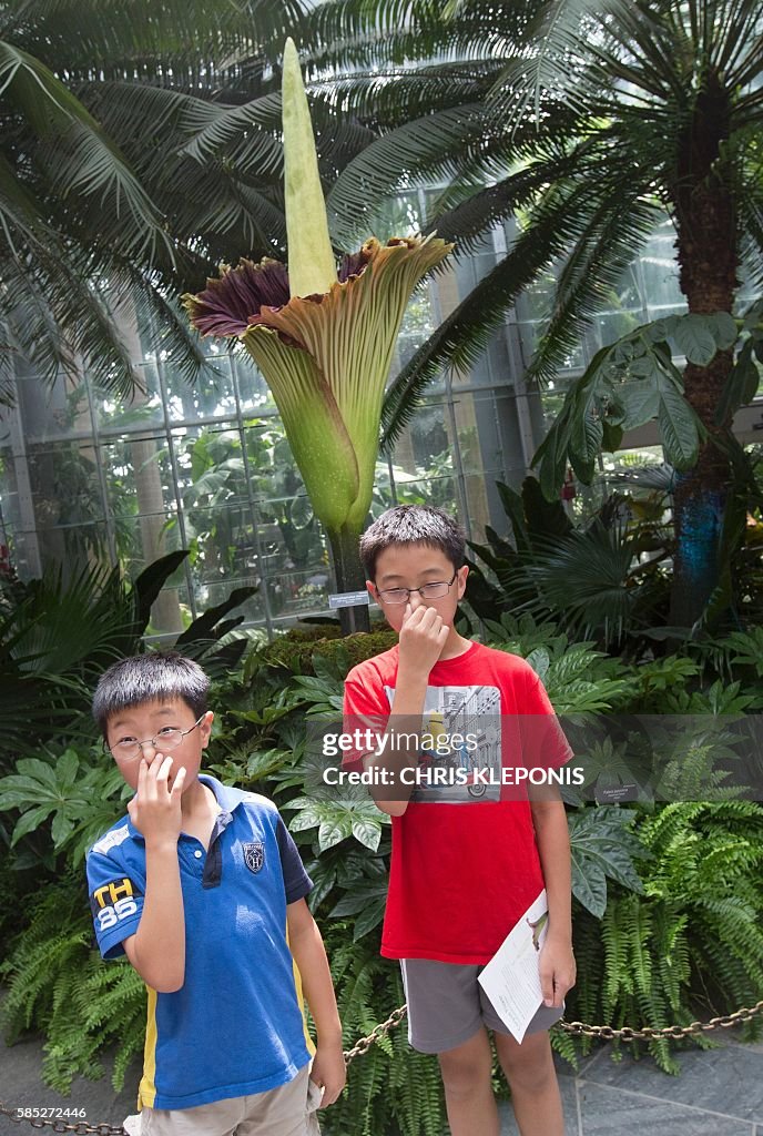 US-BOTANY-TITAN ARUM