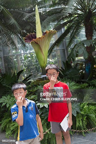 Daniel Yeung and his brother Calvin Yeungof Toronto, Canada, hold their noses while viewing the Corpse Flower at the US Botanic Garden in Washington,...