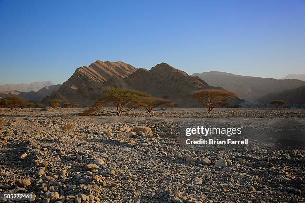 desert wadi trees - ras al khaimah stock-fotos und bilder