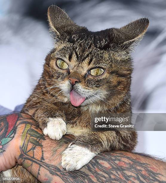 Lil BUB arrives at the Premiere Of EuropaCorp's "Nine Lives" at TCL Chinese Theatre on August 1, 2016 in Hollywood, California.