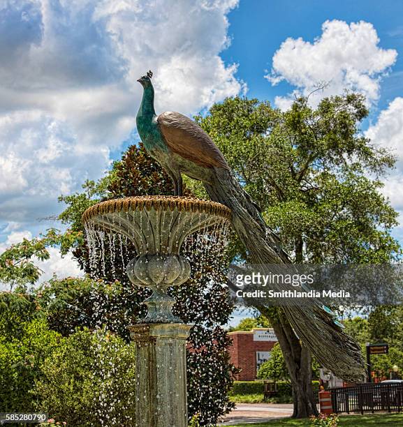 peacock fountain in winter park, florida - pavo cristatus - florida media stock pictures, royalty-free photos & images