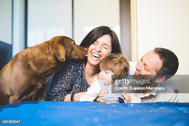 mid adult couple laughing with toddler daughter and pet dog - kid face dog lick fotografías e imágenes de stock