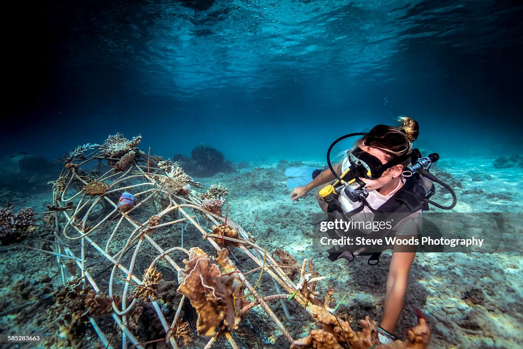 Underwater view of diver fixing a seacrete on seabed, (artificial steel reef with electric current), Lombok, Indonesia