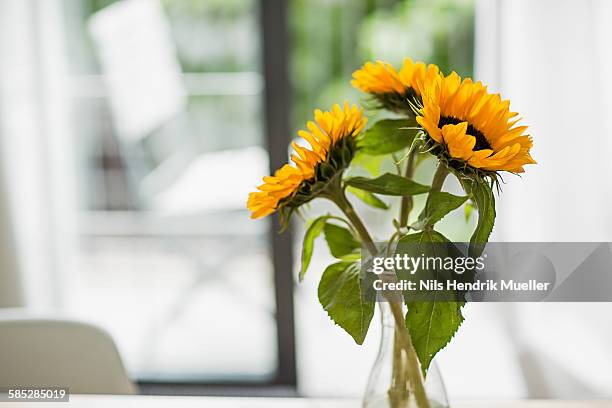 vase of sunflowers in living room - sunflower ストックフォトと画像