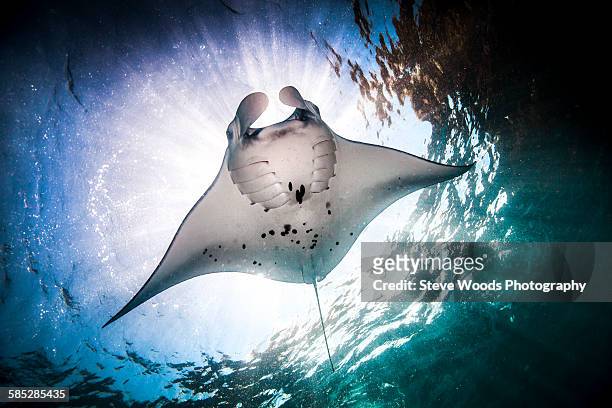 underwater low angle view of manta ray (manta alfredi) feeding at ocean surface, bali, indonesia - dasiatide foto e immagini stock
