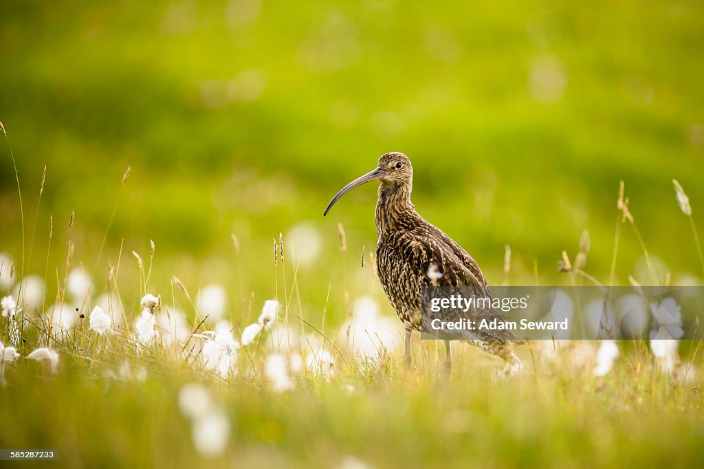 Side view of Eurasian Curlew (numenius arquata) in Common Cotton grass