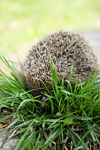 Young hedgehog, on the grass