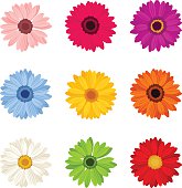 Set of colorful gerbera flowers. Vector illustration.