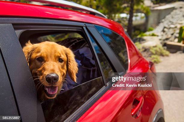 dogs head poking out of red car window - dog in car photos et images de collection