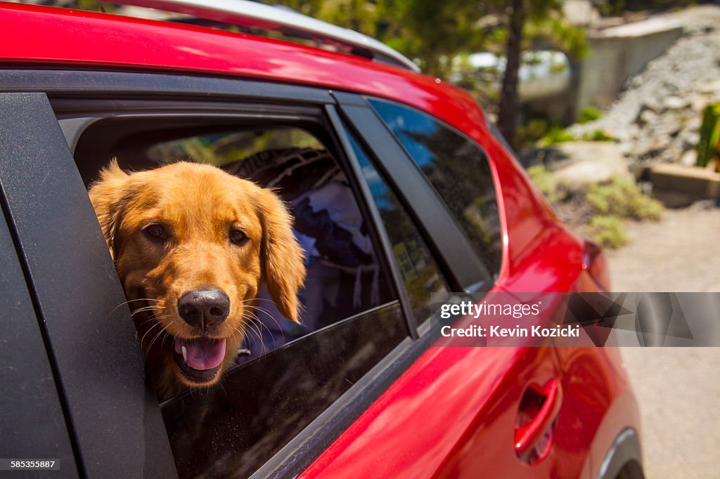 Dogs head poking out of red car window