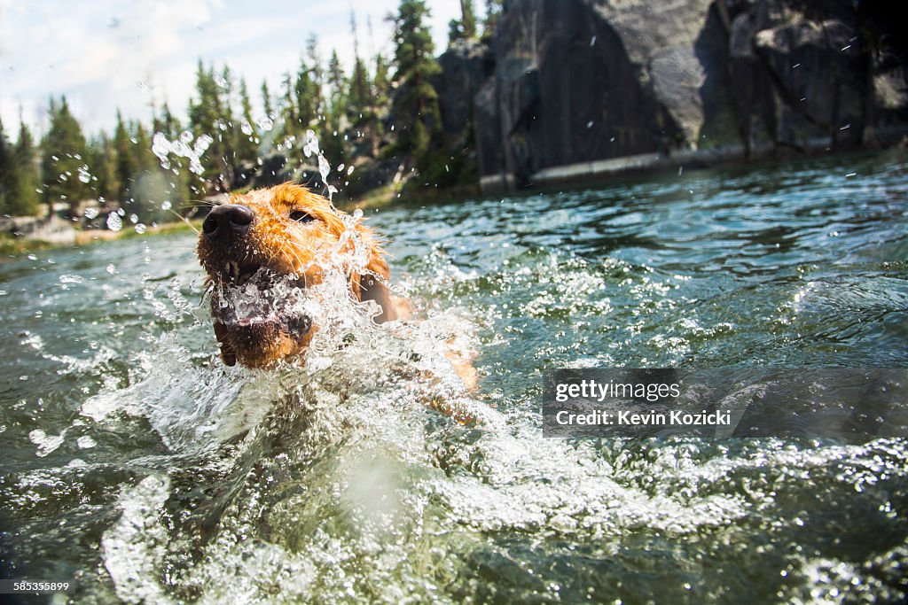 Dog splashing in water, High Sierra National Park, California, USA