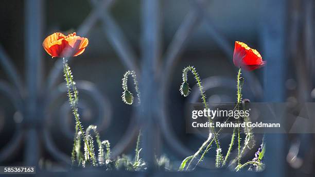 couple of poppies - oriental poppy stockfoto's en -beelden