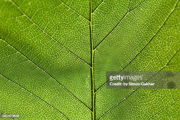 illuminated leaf close up - 葉脈 ストックフォトと画像