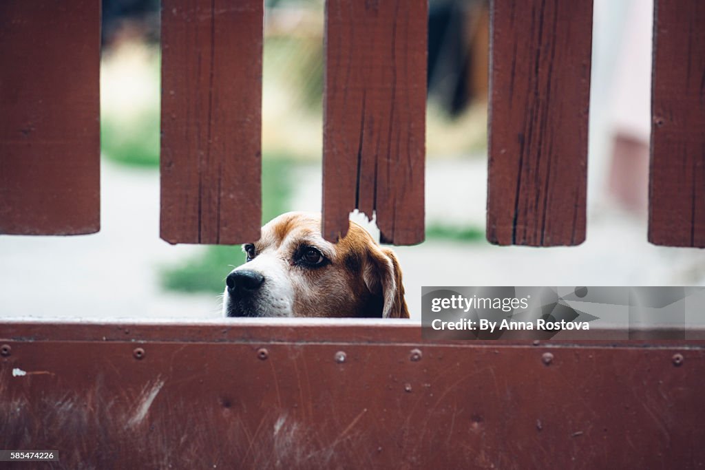 Tricolor beagle dog looking out from behind brown wooden fence