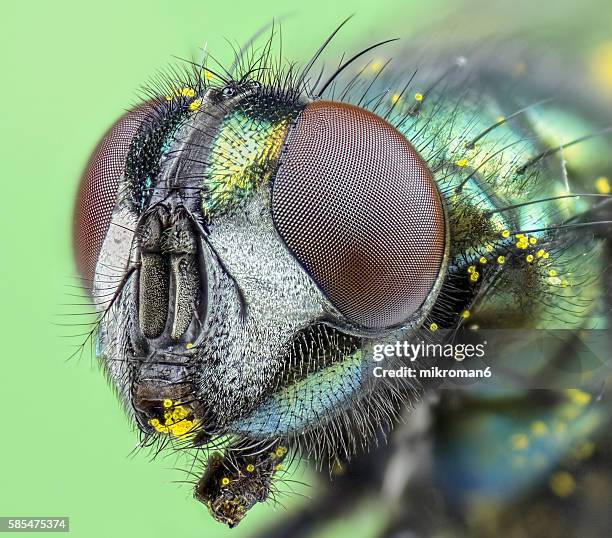 Insect Head Photos and Premium High Res Pictures - Getty Images