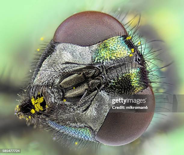 common green bottle fly close up - ojo compuesto fotografías e imágenes de stock