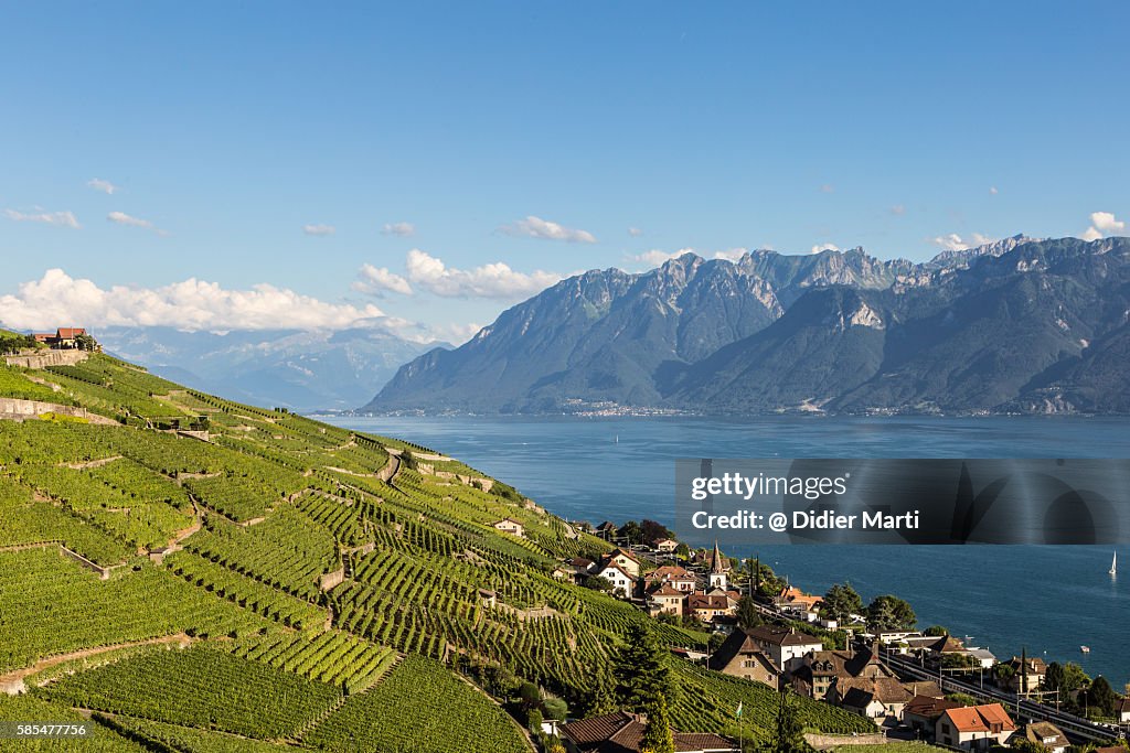 Vineyards in the famous Lavaux aera by lake Geneva in Switzerland