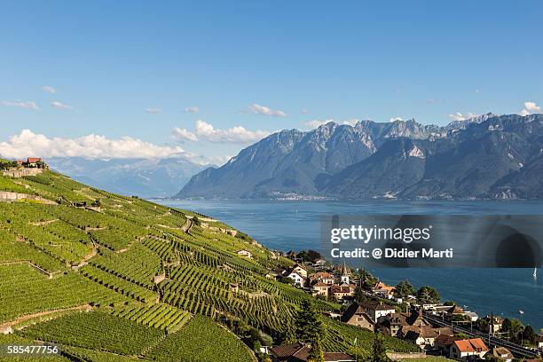 vineyards in the famous lavaux aera by lake geneva in switzerland - lausanne stock-fotos und bilder