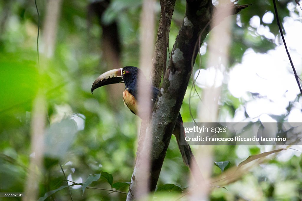 Costa Rica Toucan, Cahuita National Park