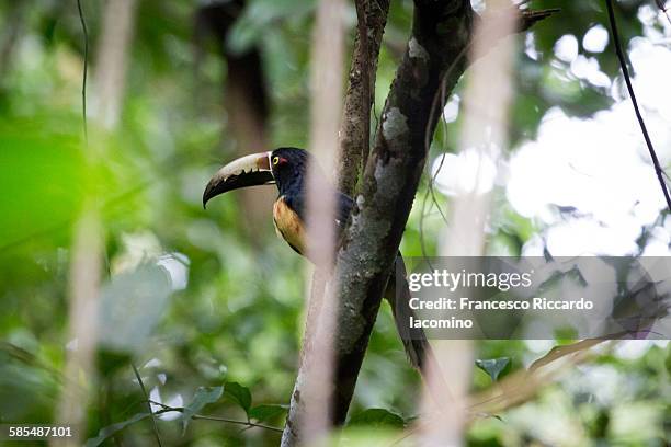 costa rica toucan, cahuita national park - iacomino costa rica stock pictures, royalty-free photos & images