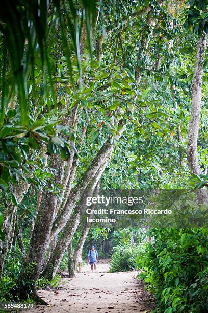 walking through the rainforest - iacomino costa rica stock pictures, royalty-free photos & images