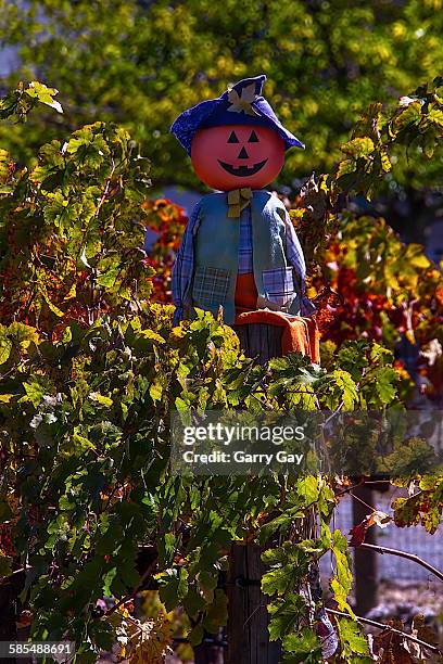 scarecrow in the vineyards - scarecrow faces foto e immagini stock