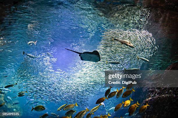 under the water of sagami bay - ray fish stock pictures, royalty-free photos & images