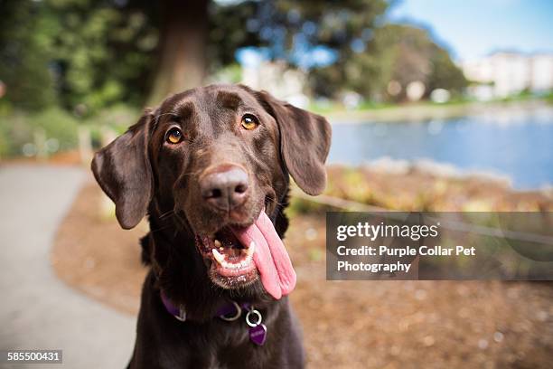 happy chocolate labrador retriever outdoors - chocolate labrador retriever stock pictures, royalty-free photos & images