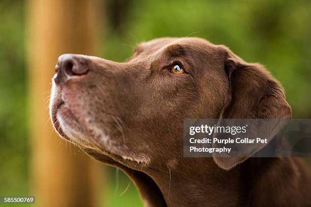 201 Labrador Face Stock Photos, High-Res Pictures, and Images - Getty ...