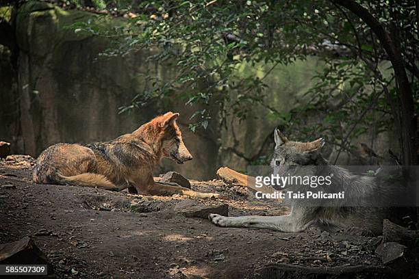 mexican wolf - lobo stock pictures, royalty-free photos & images