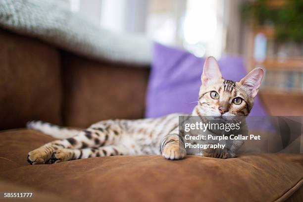 bengal kitten laying on couch - cat with collar stockfoto's en -beelden