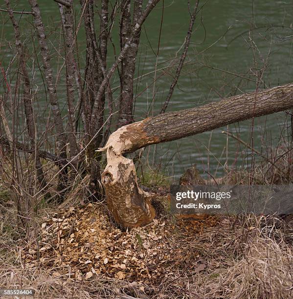 beaver damage to tree near mangfall river. the eurasian beaver or european beaver (castor fiber) is a species of beaver which was once widespread in eurasia. it was hunted to near-extinction for its fur and castoreum (a secretion of its scent gland believ - beaver chew stock pictures, royalty-free photos & images