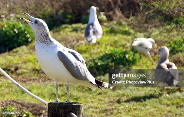 a flock of seagulls - gaviota de california fotografías e imágenes de stock
