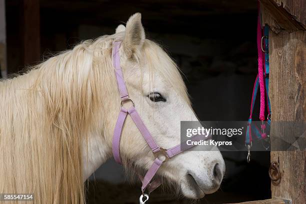 europe, germany, bavaria, view of french camargue horse - haltere fotografías e imágenes de stock