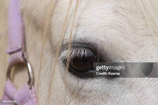 europe, germany, bavaria, view of french camargue horse eye - camargue horses stock pictures, royalty-free photos & images