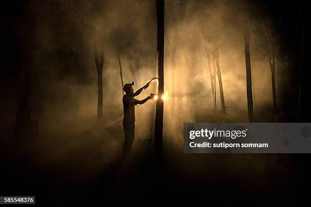 man worker people working cutting tapped rubber tree - rubber tree stock pictures, royalty-free photos & images