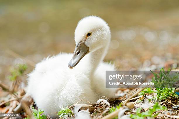 baby swan in the nest - sarnico stock pictures, royalty-free photos & images