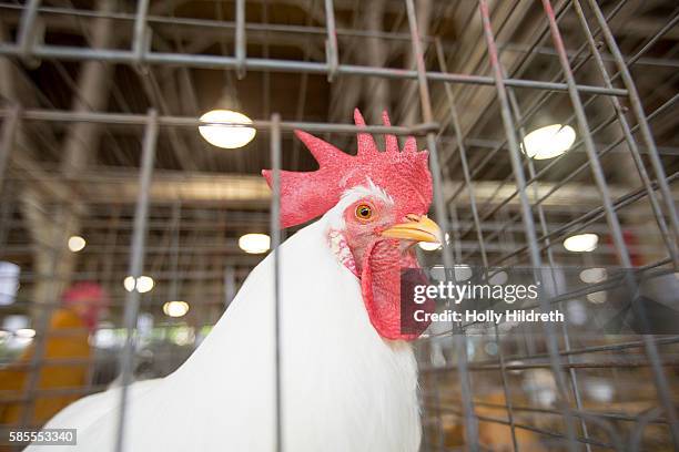 agricultural fair rooster - livestock show stock pictures, royalty-free photos & images