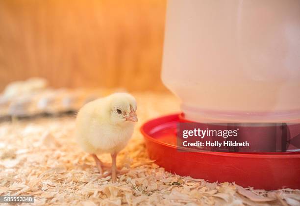 chick - baby chicken stock pictures, royalty-free photos & images