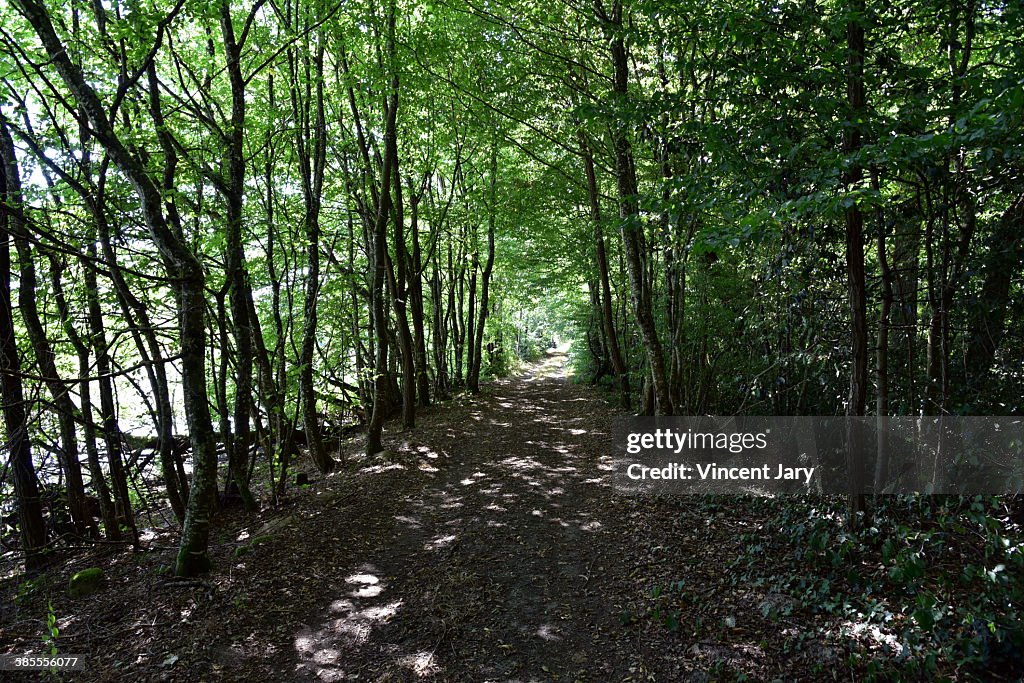 Forest walk France