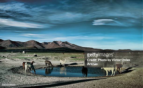 llamas drinking water - vikunja stock-fotos und bilder