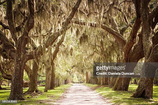 welcoming road - live oak tree stock pictures, royalty-free photos & images