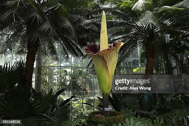 The Titan Arum, also known as the corpse flower, is in full bloom at the U.S. Botanic Garden August 3, 2016 in Washington, DC. The plant is a native...