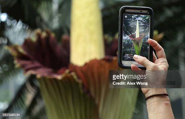 Visitor takes pictures of the Titan Arum, also known as the corpse flower, in full bloom at the U.S. Botanic Garden August 3, 2016 in Washington, DC....