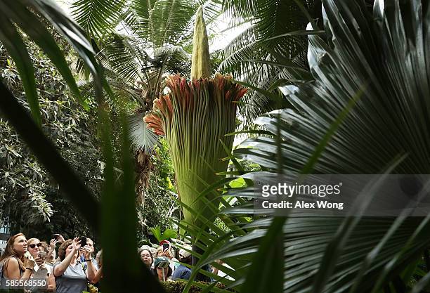Visitors take pictures of the Titan Arum, also known as the corpse flower, in full bloom at the U.S. Botanic Garden August 3, 2016 in Washington, DC....