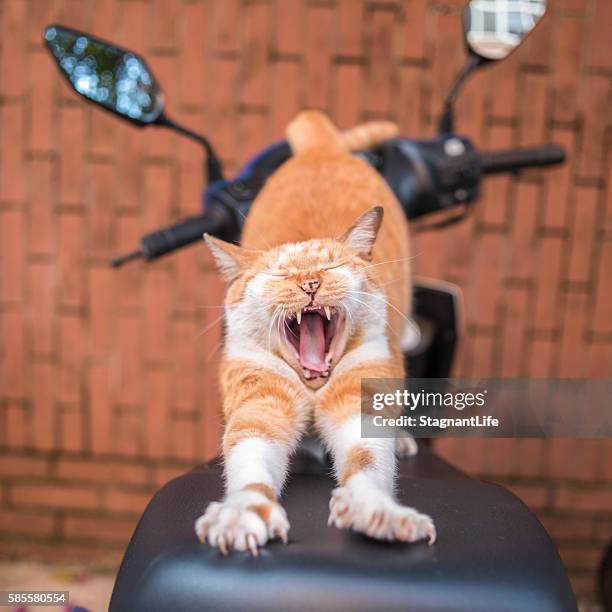 a yawning cat on the motorcycle - moto humour photos et images de collection